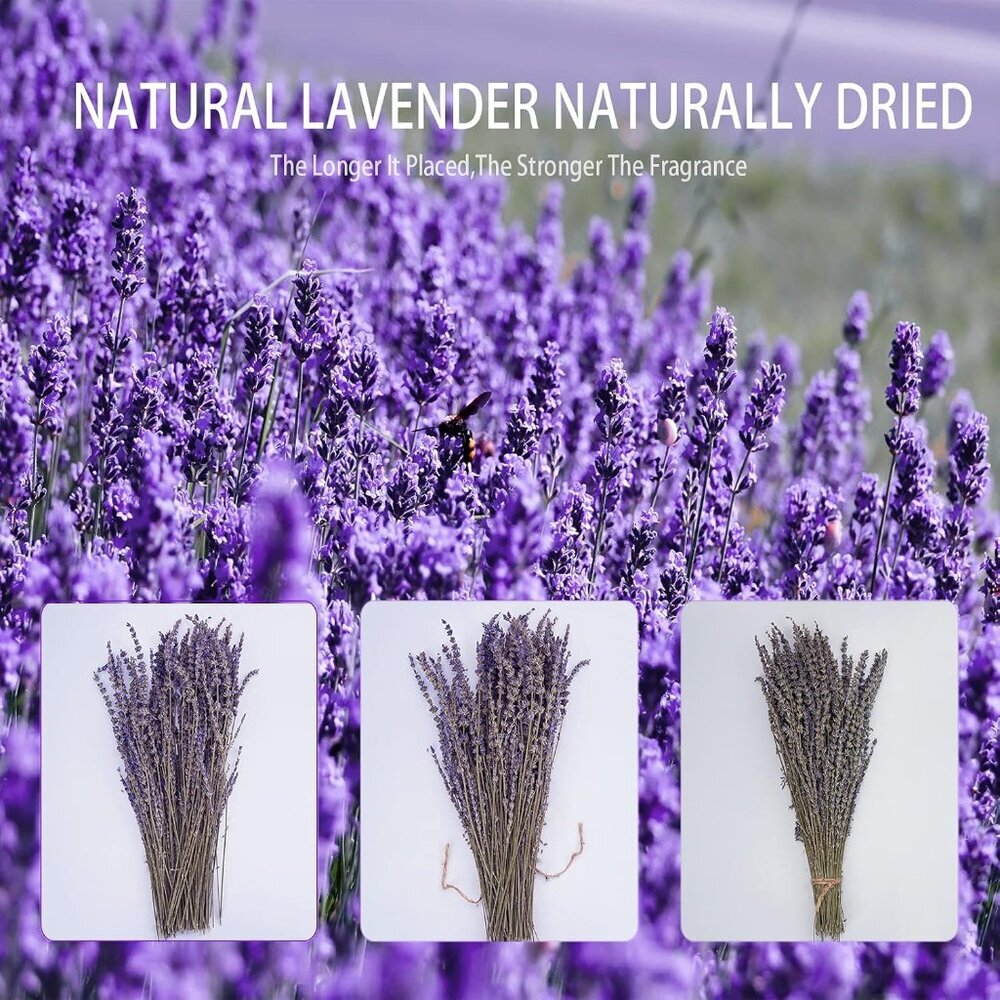 Dried Lavender Bundles, Natural Dried Lavender Flowers 280-300 Stems 16“ for Hom - Picture 8 of 9